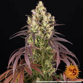 Lemon Cherry Gelato - Féminisée - Barney’s Farm | ROOTS-SEEDS.FR