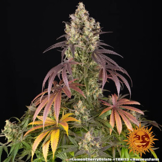 Lemon Cherry Gelato - Féminisée - Barney’s Farm