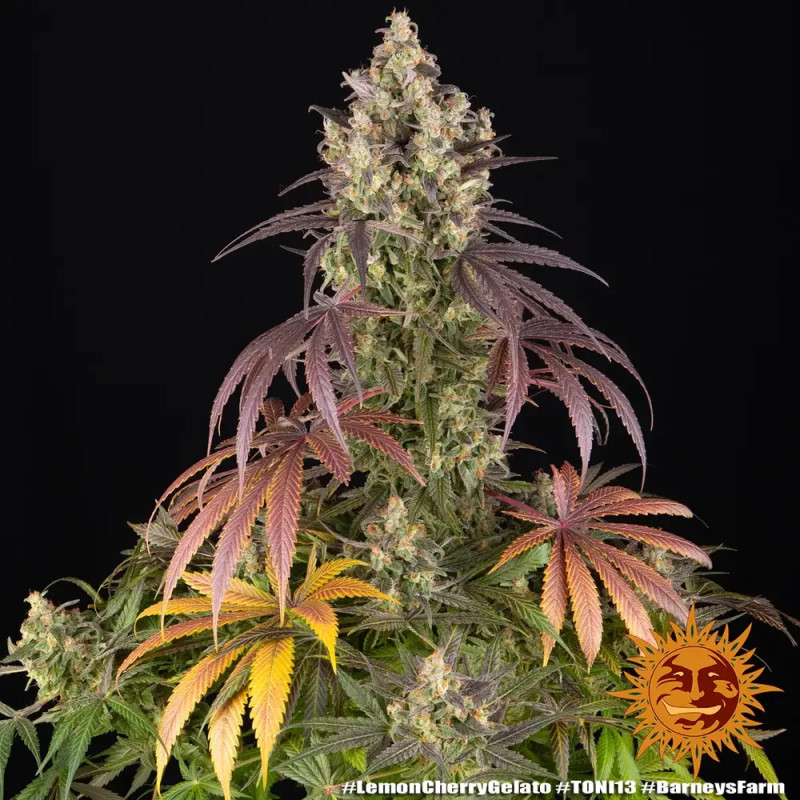 Lemon Cherry Gelato - Féminisée - Barney’s Farm