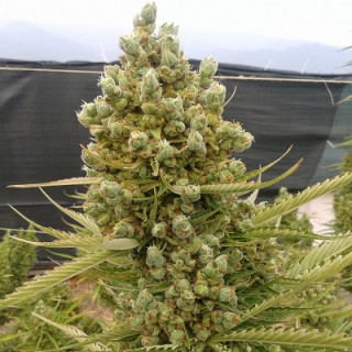 Malawi x Northern Lights - Autofloraison - Ace Seeds
