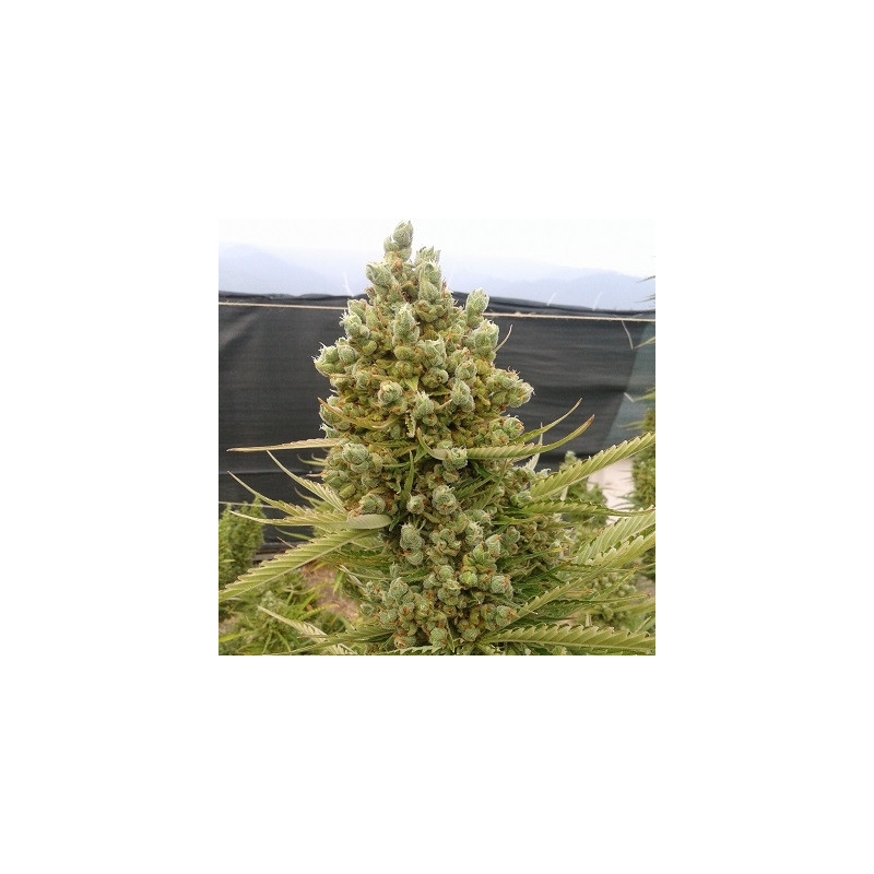 Malawi x Northern Lights - Autofloraison - Ace Seeds