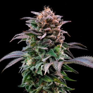 Gorilla Banana - Féminisée - BSF Seeds | ROOTS-SEEDS.FR