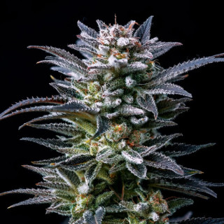 Gorilla Ghost - Féminisée - BSF Seeds | ROOTS-SEEDS.FR