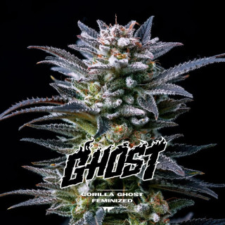 Gorilla Ghost - Féminisée - BSF Seeds | ROOTS-SEEDS.FR