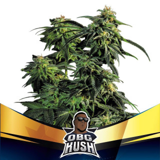 OBG Kush - Fast Version - BSF Seeds | ROOTS-SEEDS.FR