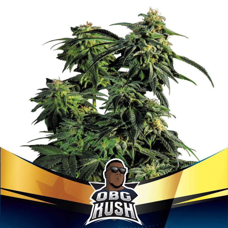 OBG Kush - Fast Version - BSF Seeds | ROOTS-SEEDS.FR