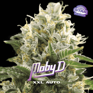 Moby D XXL - Autofloraison - BSF Seeds | ROOTS-SEEDS.FR