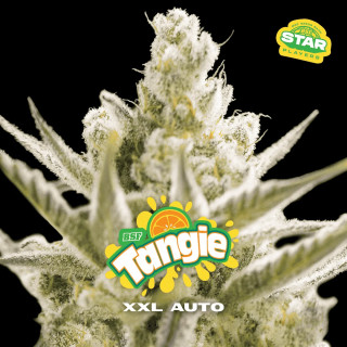Tangie XXL - Autofloraison - BSF Seeds | ROOTS-SEEDS.FR