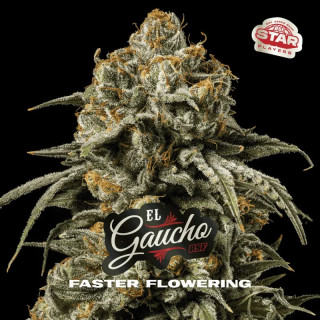 El Gaucho - Fast Version - BSF Seeds | ROOTS-SEEDS.FR