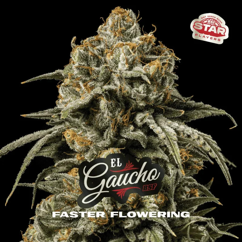 El Gaucho - Fast Version - BSF Seeds | ROOTS-SEEDS.FR