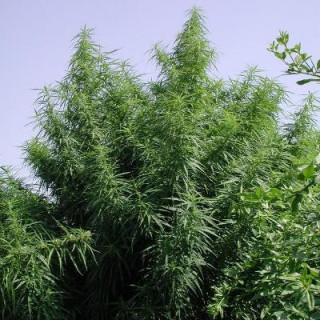Tropical Mix - Féminisées - Ace Seeds