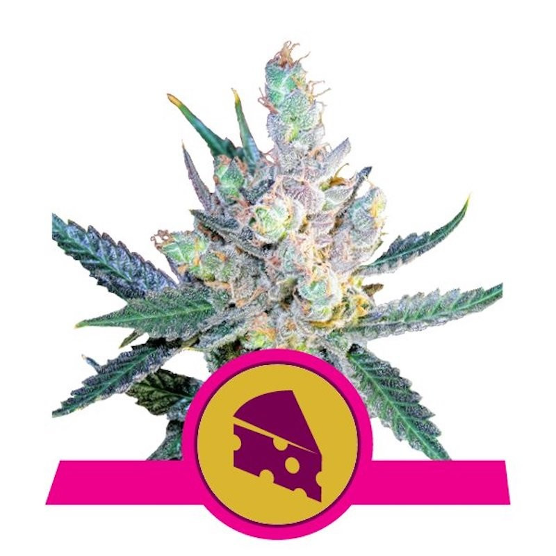 Royal cheese fast version royal queen seeds Royal cheese fast version royal queen seeds