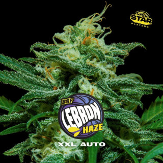 Lebron Haze XXL - Autofloraison - BSF Seeds | ROOTS-SEEDS.FR