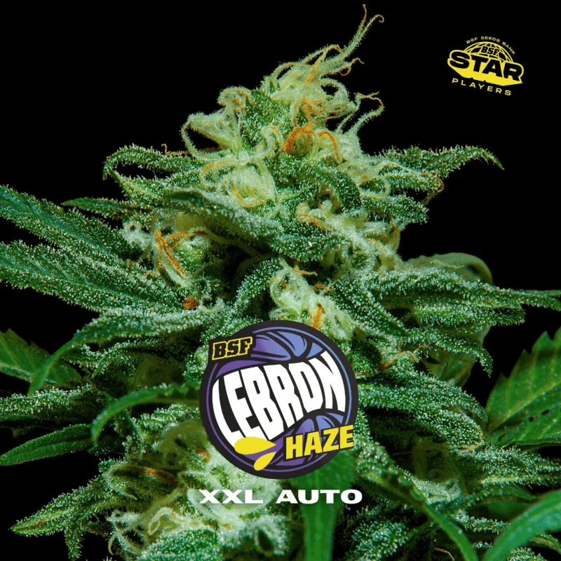 Lebron Haze XXL - Autofloraison - BSF Seeds | ROOTS-SEEDS.FR