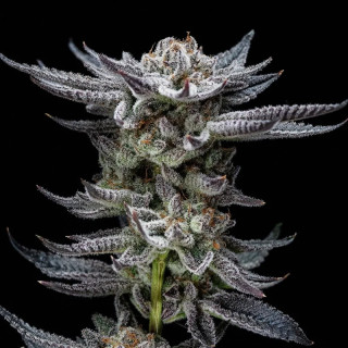 Gorilla Glue - Autofloraison - BSF Seeds | ROOTS-SEEDS.FR