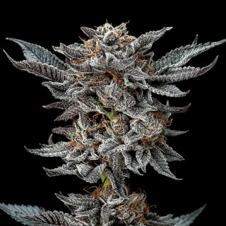 Gorilla Glue 4 - Féminisée - BSF Seeds | ROOTS-SEEDS.FR