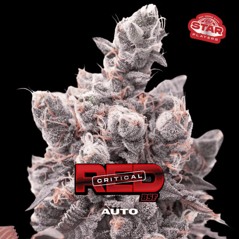 Red Critical - Autofloraison - BSF Seeds | ROOTS-SEEDS.FR