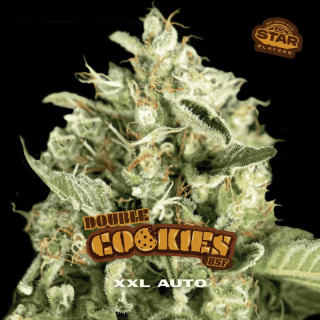 Double Cookies XXL - Autofloraison - BSF Seeds | ROOTS-SEEDS.FR