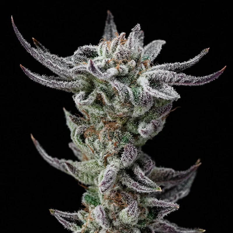 Gorilla Glue Faster - Fast Version - BSF Seeds | ROOTS-SEEDS.FR