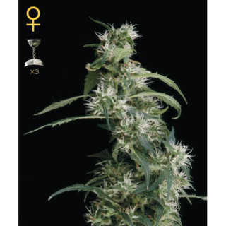 Mango Haze - Féminisée - Green House | ROOTS-SEEDS.FR