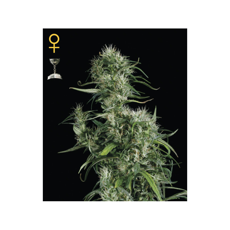 Neville’s Haze - Féminisée - Female seeds