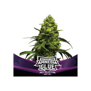 Amnesia Glue - Féminisée - BSF Seeds | ROOTS-SEEDS.FR