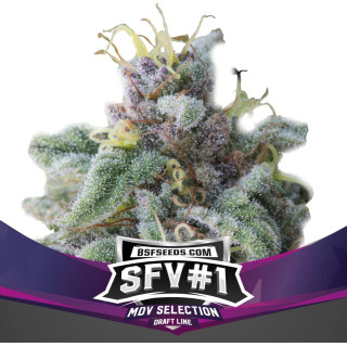 SFV 1 - Féminisée - BSF Seeds