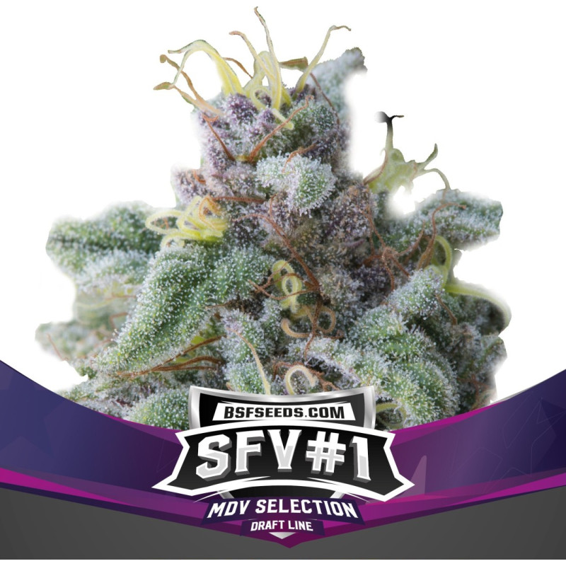 SFV 1 - Féminisée - BSF Seeds