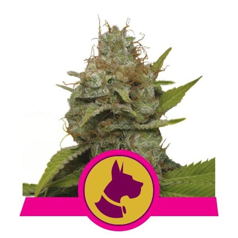 Kali dog royal queen seeds Kali dog royal queen seeds