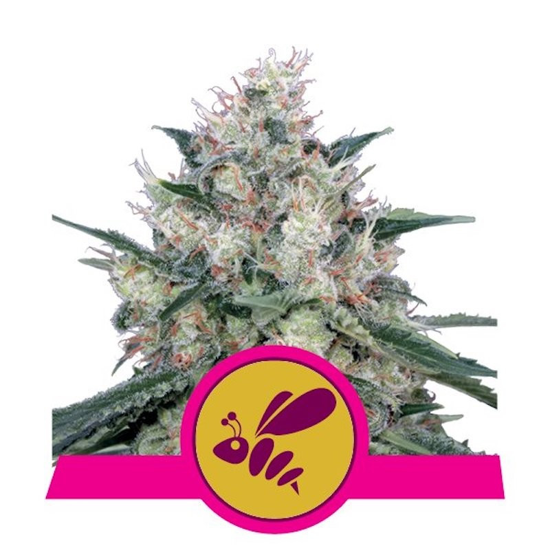 Honey cream fast version royal queen seeds Honey cream fast version royal queen seeds