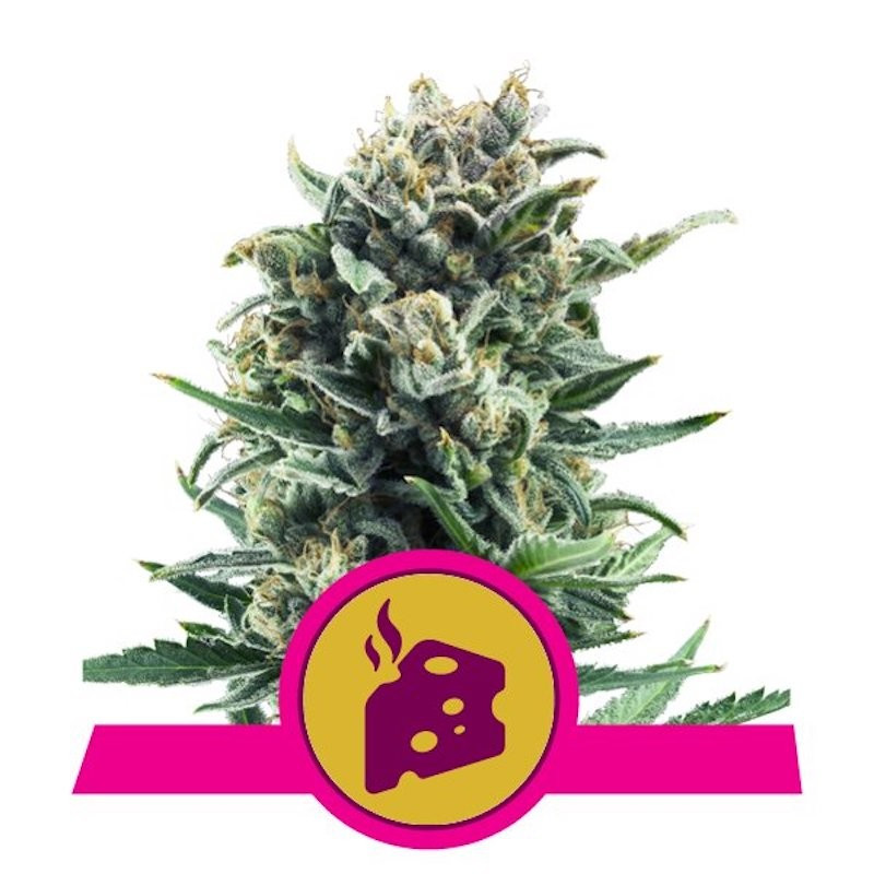 Blue cheese royal queen qeeds Blue cheese royal queen qeeds