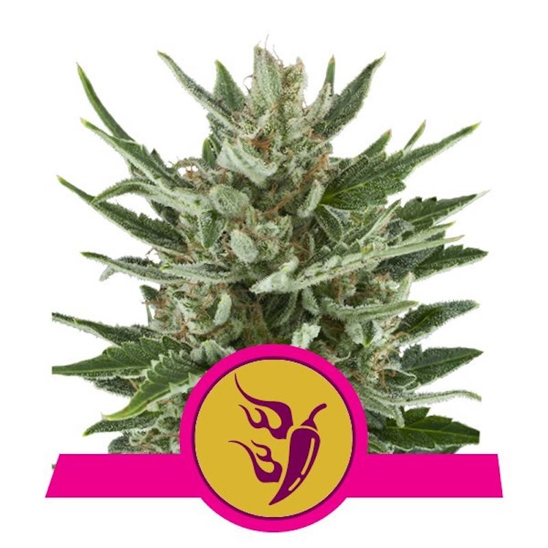 Speedy chile fast version royal queen seeds Speedy chile fast version royal queen seeds
