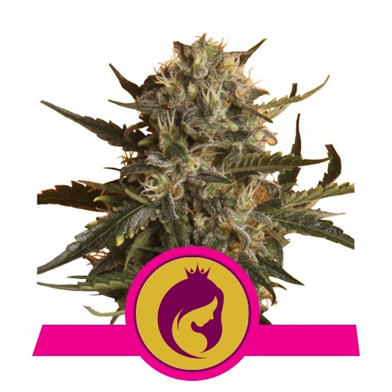 Royal madre royal queen seeds Royal madre royal queen seeds