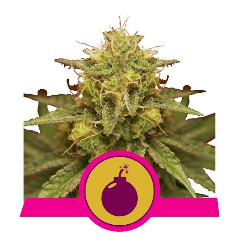 Royal domina royal queen seeds féminisée Royal domina royal queen seeds féminisée