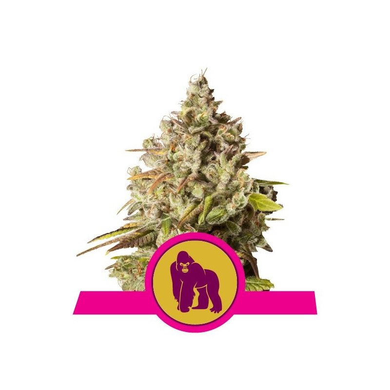 Royal gorilla royal queen seeds féminisée Royal gorilla royal queen seeds féminisée