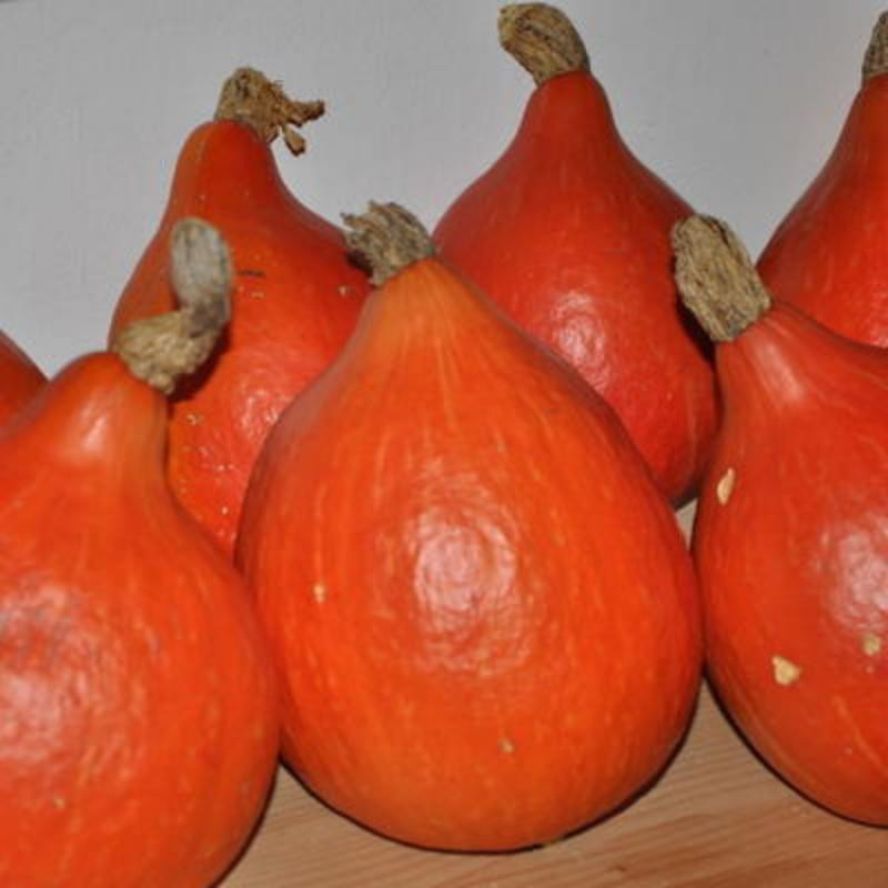 Courges maxima potimarron red kury Courges maxima potimarron red kury