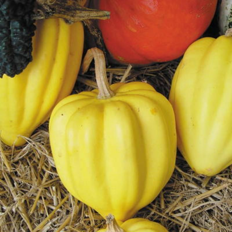 Courges pepo table gold Courges pepo table gold