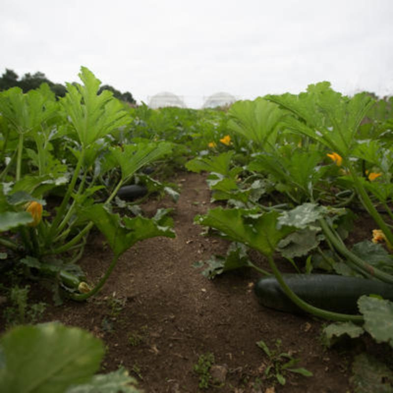 Courgettes Zuboda - Kokopelli Courgettes Zuboda - Kokopelli
