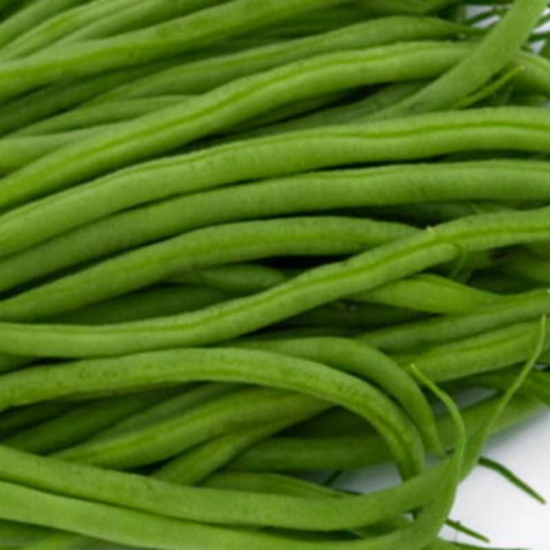 Haricot mangetout nain la victoire Haricot mangetout nain la victoire