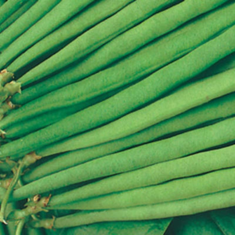 Haricot Mangetout nain Slenderette Haricot Mangetout nain Slenderette