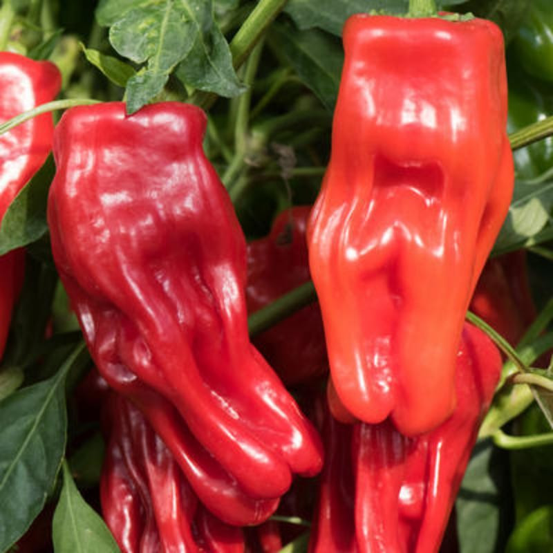 Piment Doux Poivron Criolla de Coccina Piment Doux Poivron Criolla de Coccina