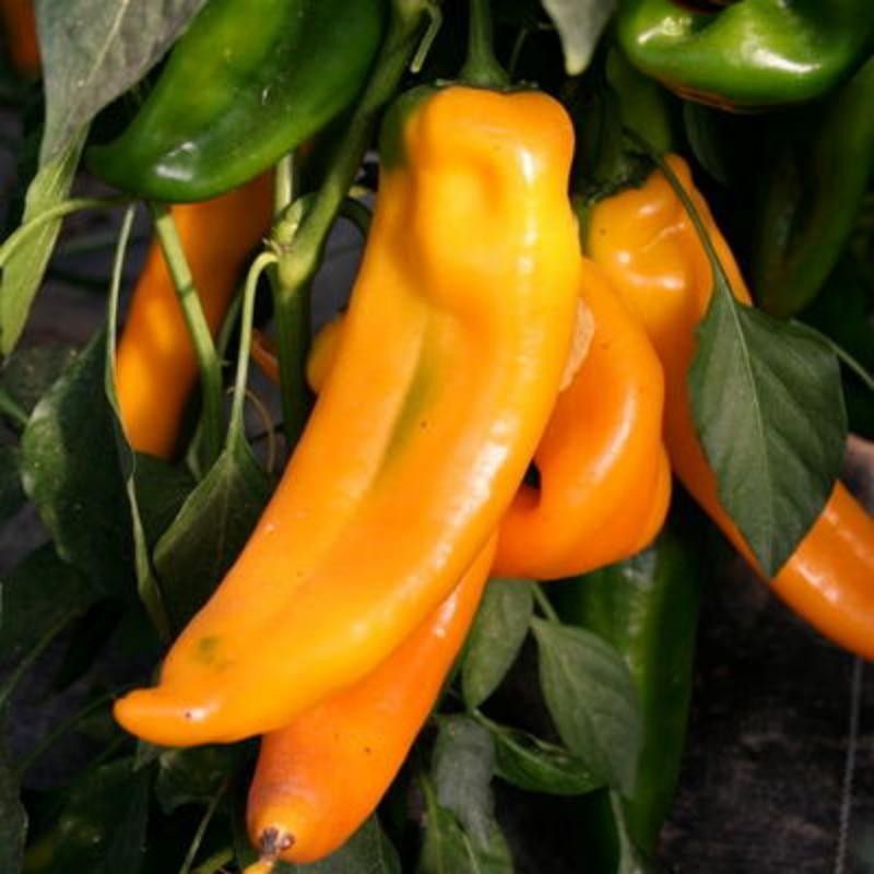 Piment doux corno di toro Jaune Piment doux corno di toro Jaune