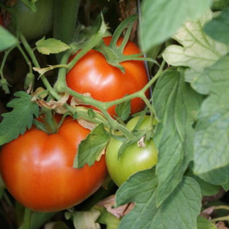 Tomate rouge perestroika Tomate rouge perestroika