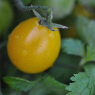 Tomate Cerise Jaune Gold Nugget