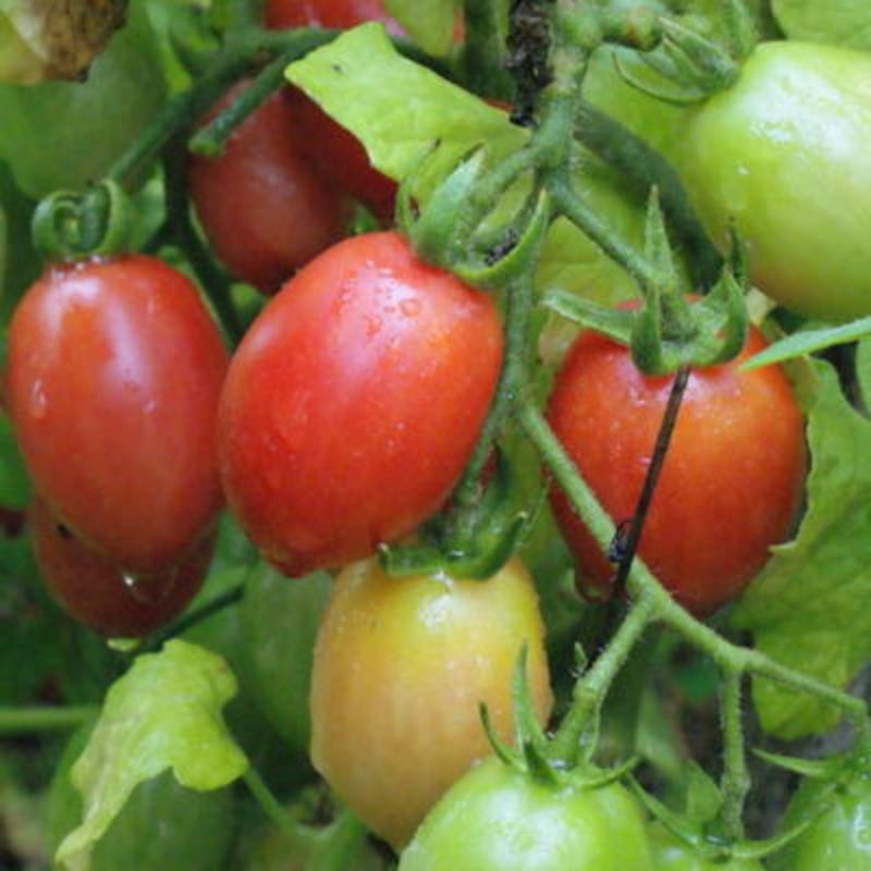 Tomate Cerise Rose Whippersnapper Tomate Cerise Rose Whippersnapper