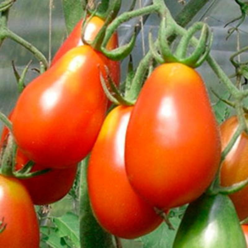 Tomate cerise rouge grappoli corbarino Tomate cerise rouge grappoli corbarino
