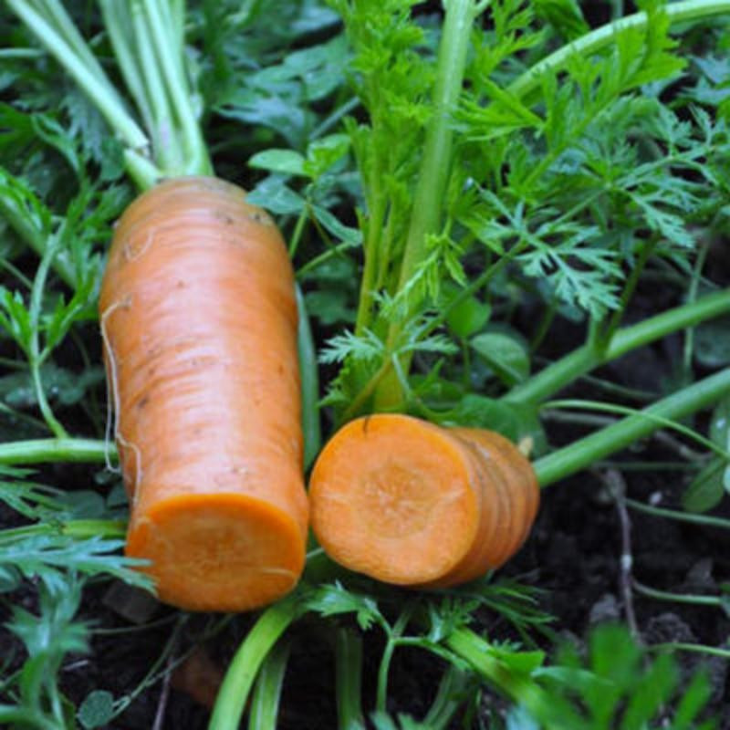 Carotte orange de Colmar à cœur rouge bio Carotte orange de Colmar à cœur rouge bio