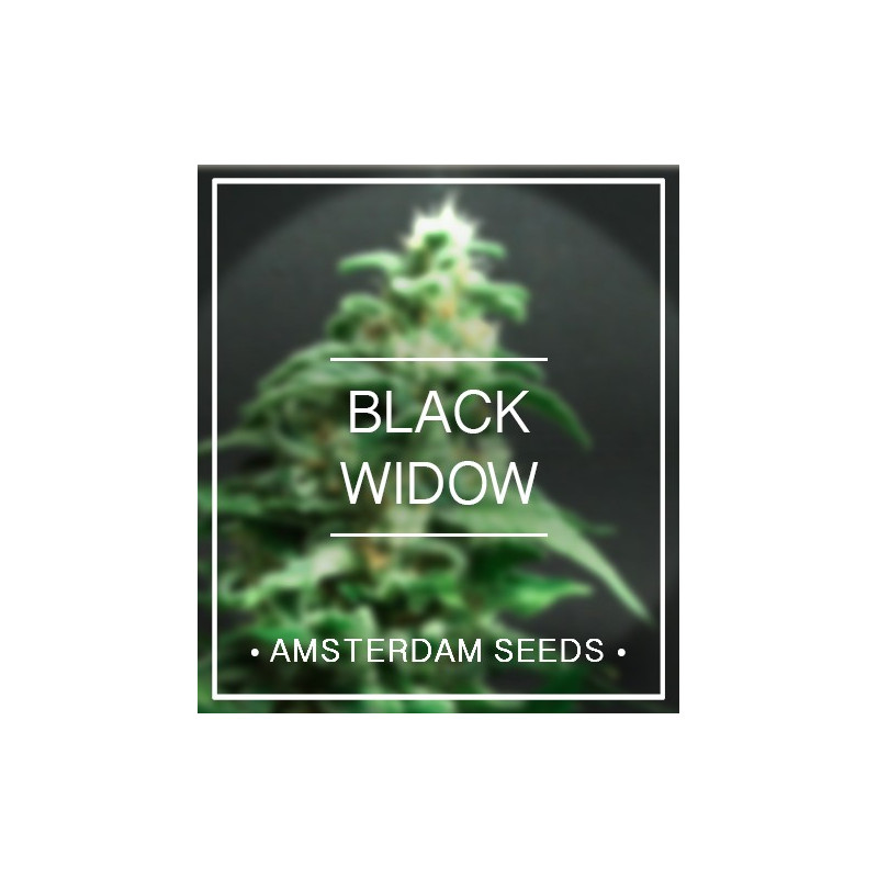 Black widow amsterdam seeds Black widow amsterdam seeds