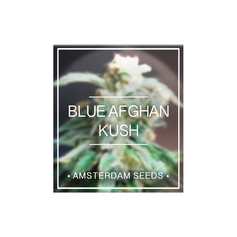 Blue afghan kush amsterdam seeds