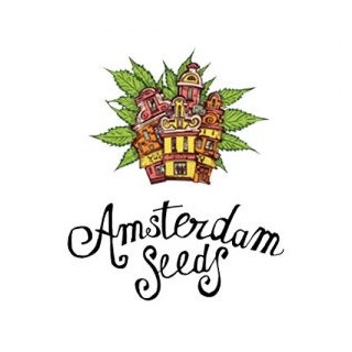 Northern lights amsterdam seeds